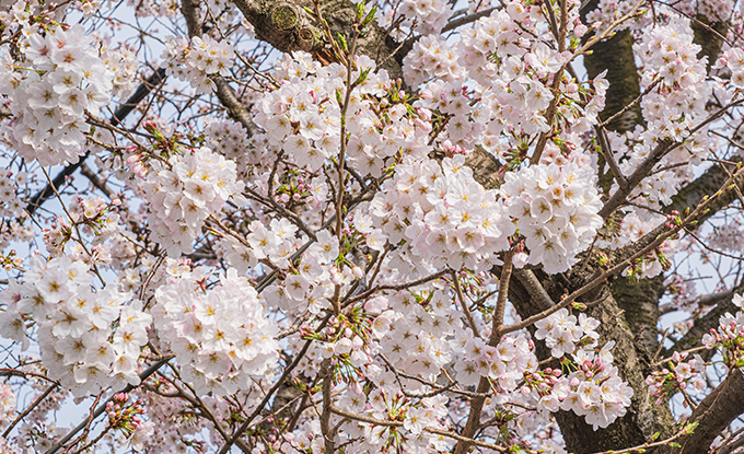 満開のソメイヨシノ（湯河原の桜）